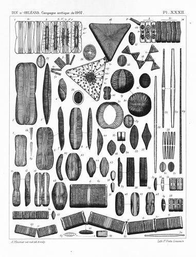 Meunier (1910, pl. 32) Meunier (1910, pl. 32)