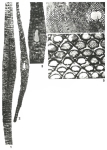 Lepidocyclina mantelli (Morton, 1833)