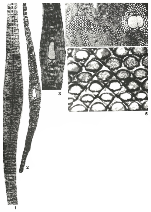 Lepidocyclina mantelli (Morton, 1833)