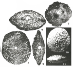 Pseudolepidina trimera Barker & Grimsdale, 1937