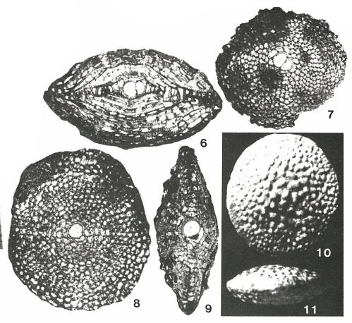 Pseudolepidina trimera Barker & Grimsdale, 1937