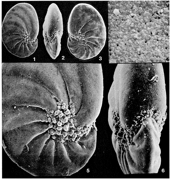 Pseudononion japonicum Asano, 1936