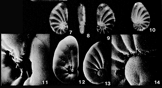 Nonionoides grateloupii (d'Orbigny, 1839) Nonionoides grateloupii (d'Orbigny, 1839)
