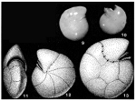 Spirotectina crassa Saidova, 1975