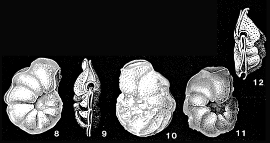 Queraltina epistominoides Marie, 1950
