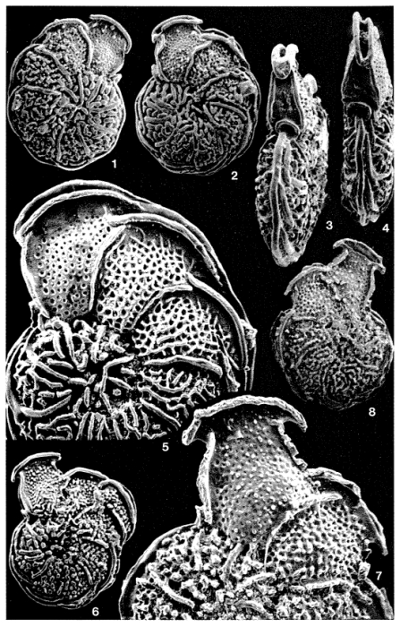 Pseudoplanulinella hieroglyphica Sigal, 1950 Pseudoplanulinella hieroglyphica Sigal, 1950