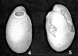 Lagena (Obliquina) oviformis Sherborn & Chapman, 1886 Lagena (Obliquina) oviformis Sherborn & Chapman, 1886