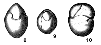 Allomorphina contraria Reuss, 1851, author: Loeblich & Tappan, 1987