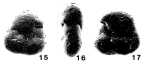 Resigia westcotti Schnitker & Tjalsma, 1980