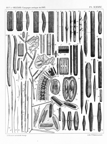 Meunier (1910, pl. 34) Meunier (1910, pl. 34)