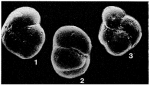 Abyssamina quadrata Schnitker & Tjalsma, 1980