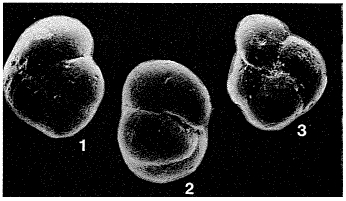 Abyssamina quadrata Schnitker & Tjalsma, 1980