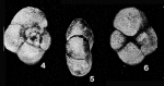 Discorbis quadrilobus Mello, 1969