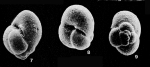 Globimorphina trochoides (Reuss, 1845)