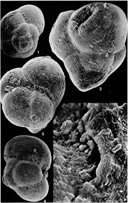 Gubkinella asiatica Suleymanov, 1955 Gubkinella asiatica Suleymanov, 1955