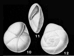 Alabamina wilcoxensis Toulmin, 1941