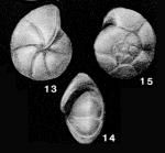 Clinapertina inflata Tjalsma & Lohmann, 1983