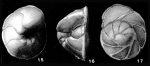 Globorotalites multisepta (Brotzen, 1936)