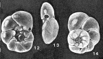 Schwantzia elegantissima McCulloch, 1977