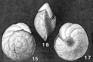 Cibicides (Gemellides) orcinus Vasilenko, 1954 Cibicides (Gemellides) orcinus Vasilenko, 1954