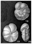 Anomalinoides pinguis (Jennings, 1936), author: Loeblich & Tappan, 1987
