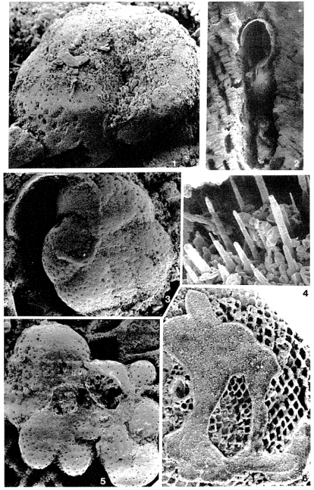 Talpinella cunicularia Baumfalk, Fortuin & Mok, 1982 Talpinella cunicularia Baumfalk, Fortuin & Mok, 1982
