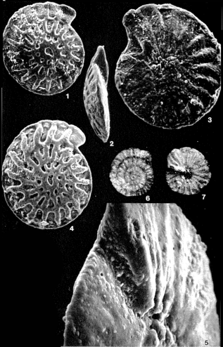 Escornebovina cuvillieri (Poignant, 1965) Escornebovina cuvillieri (Poignant, 1965)