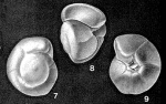 Gyroidinoides nitida (Reuss, 1844)