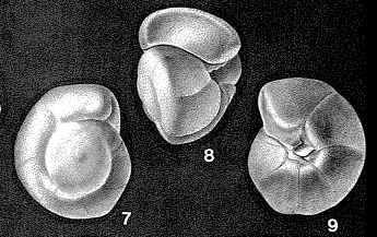Gyroidinoides nitida (Reuss, 1844) Gyroidinoides nitida (Reuss, 1844)