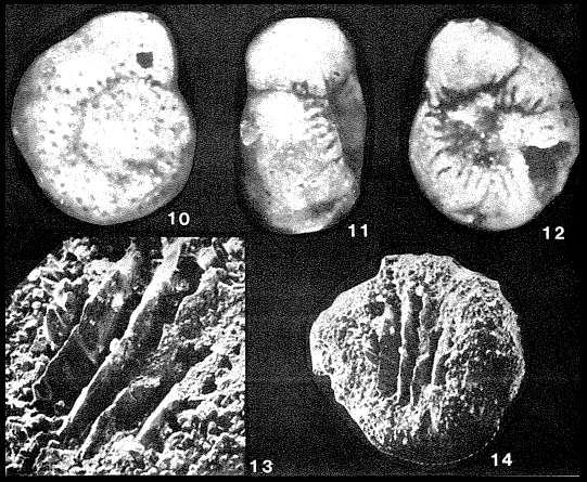 Scarificatina reinholdi (Pożaryska & Szczechura, 1970) Scarificatina reinholdi (Pożaryska & Szczechura, 1970)