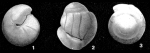Rotaliatina mexicana Cushman, 1925