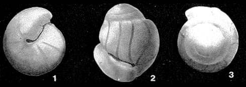 Rotaliatina mexicana Cushman, 1925 Rotaliatina mexicana Cushman, 1925