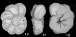 Boldia lobata (Terquem, 1882)