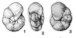Bilingulogavelinella australis Scheibnerová, 1971