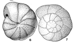 Gyroidella planata Saidova, 1975