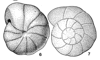 Gyroidella planata Saidova, 1975