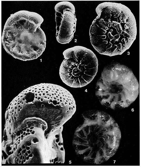 Cocoarota cocoaensis (Cushman, 1928) Cocoarota cocoaensis (Cushman, 1928)