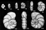 Holmanella valmonteensis (Kleinpell, 1938)