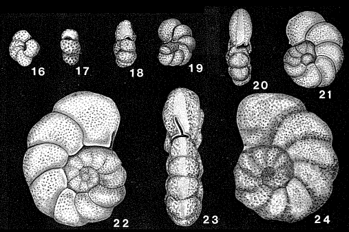 Holmanella valmonteensis (Kleinpell, 1938)