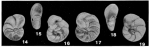Lingulogavelinella albiensis Malapris, 1965