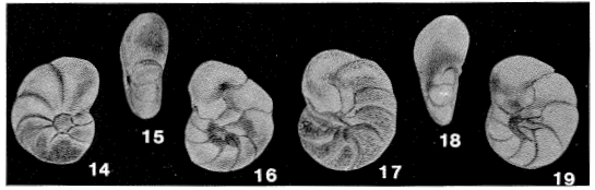 Lingulogavelinella albiensis Malapris, 1965