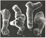 Manorella proteus Grice, 1948
