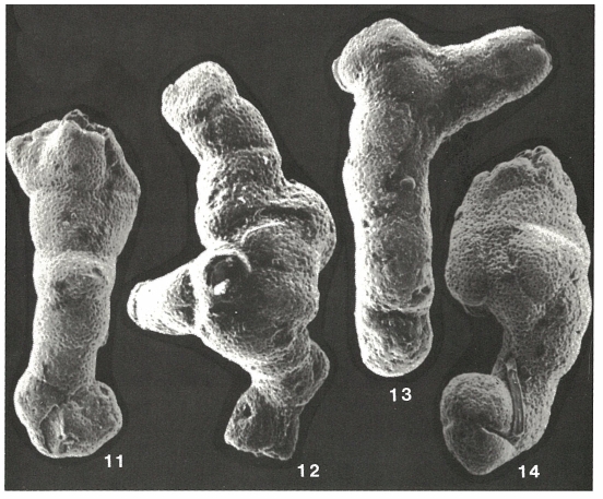 Manorella proteus Grice, 1948