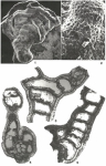 Manorella proteus Grice, 1948