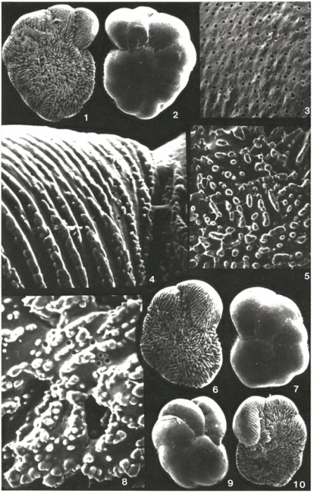 Trichohyalus bartletti (Cushman, 1933)
