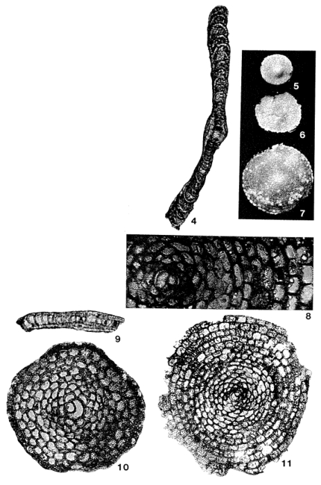 Eoannularia eocenica Cole & Bermúdez, 1944 Eoannularia eocenica Cole & Bermúdez, 1944