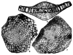 Linderina brugesi Schlumberger, 1893
