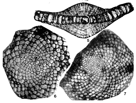 Linderina brugesi Schlumberger, 1893 Linderina brugesi Schlumberger, 1893