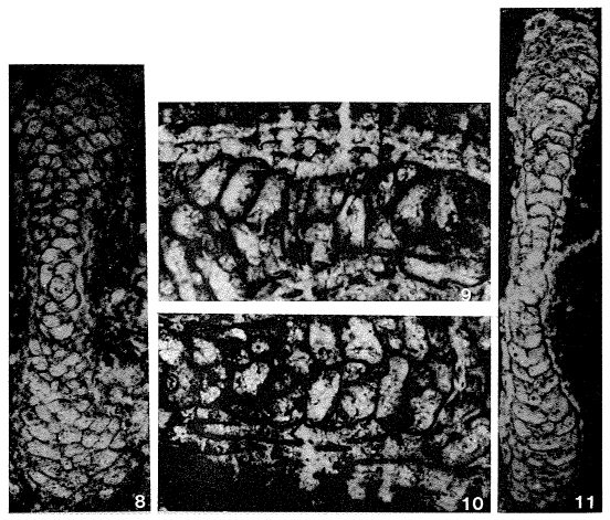 Pseudomphalocyclus blumenthali Meriç, 1980 Pseudomphalocyclus blumenthali Meriç, 1980