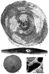 Simplorbites papyraceus (Boubée, 1832)